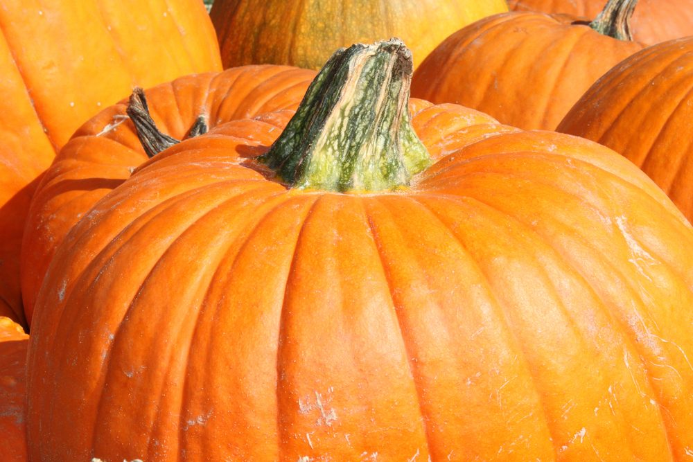 Top Pumpkin Patches Across Every U.S. State