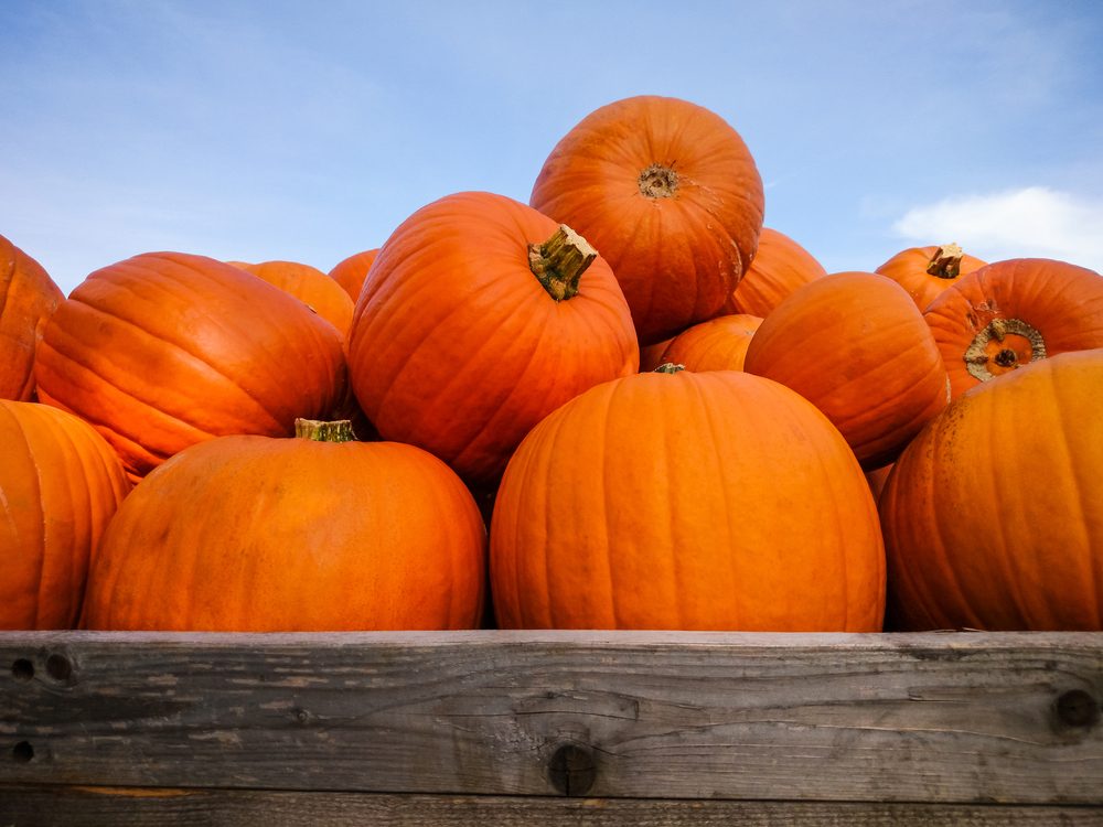 Top Pumpkin Patches Across Every U.S. State