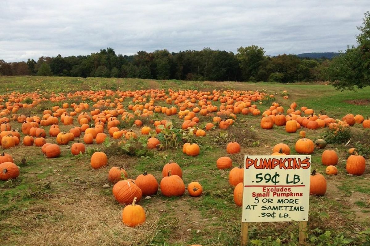 Top Pumpkin Patches Across Every U.S. State