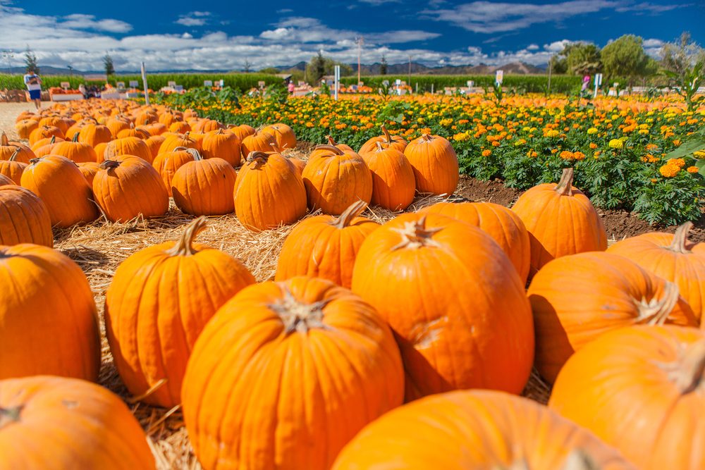 Top Pumpkin Patches Across Every U.S. State