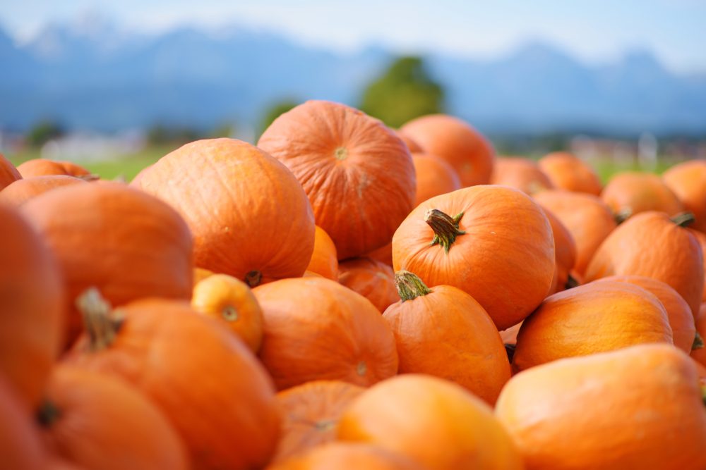 Top Pumpkin Patches Across Every U.S. State