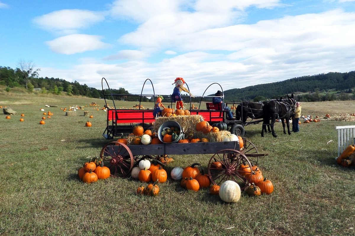 Top Pumpkin Patches Across Every U.S. State