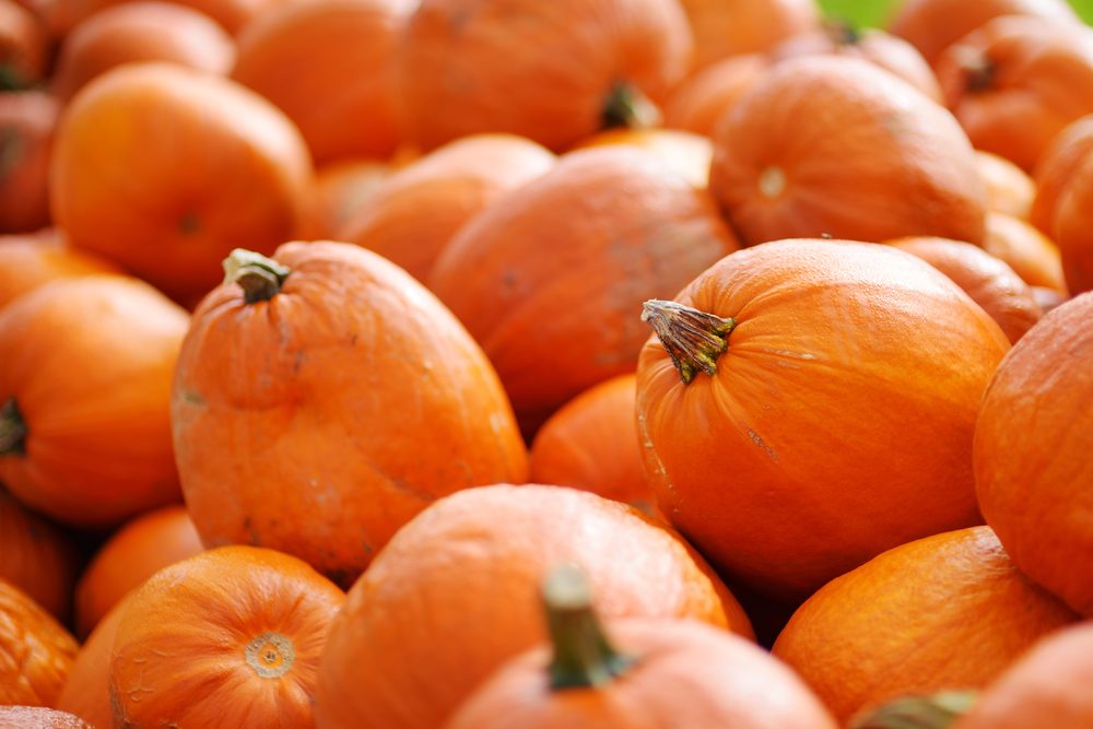 Top Pumpkin Patches Across Every U.S. State
