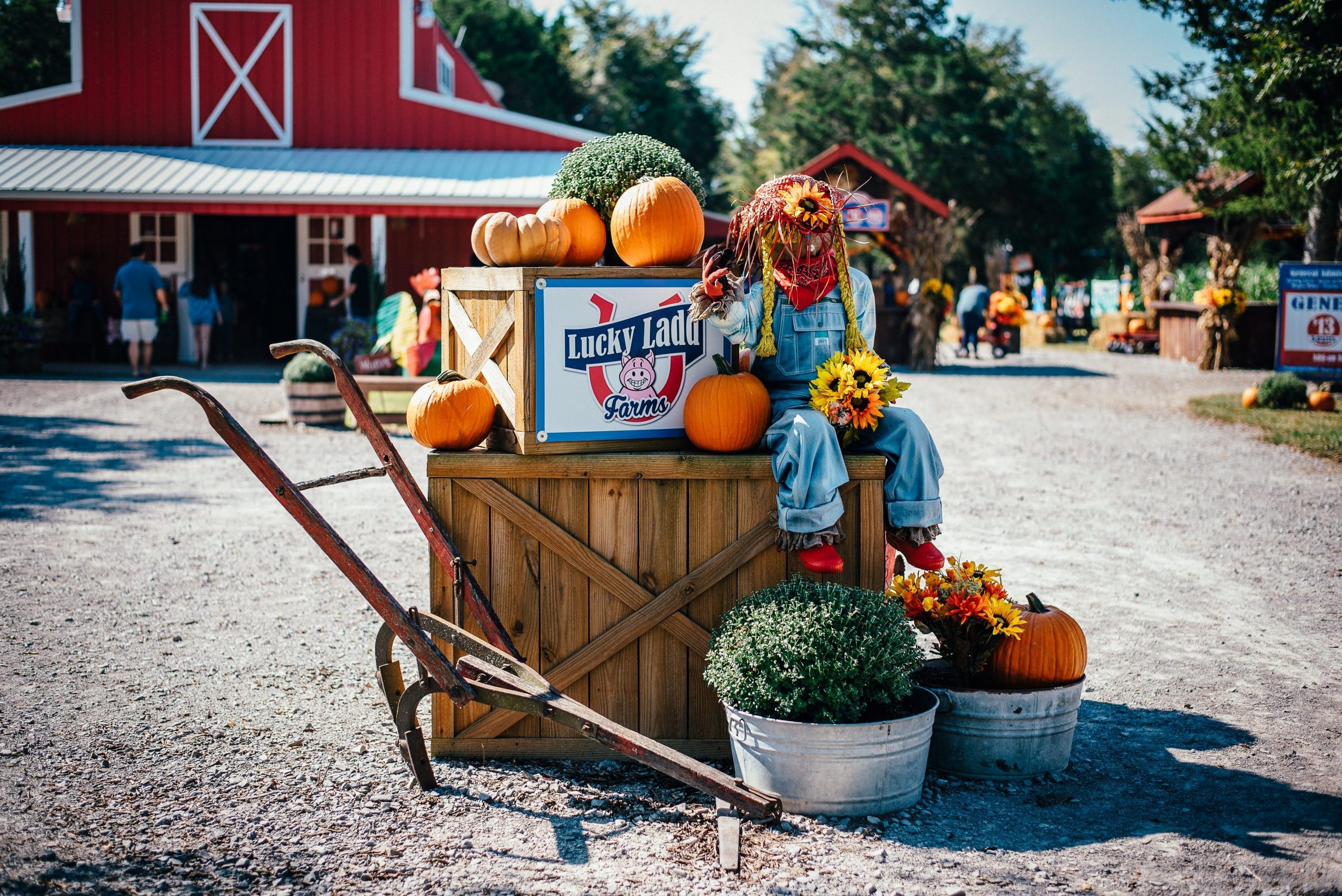 Top Pumpkin Patches Across Every U.S. State