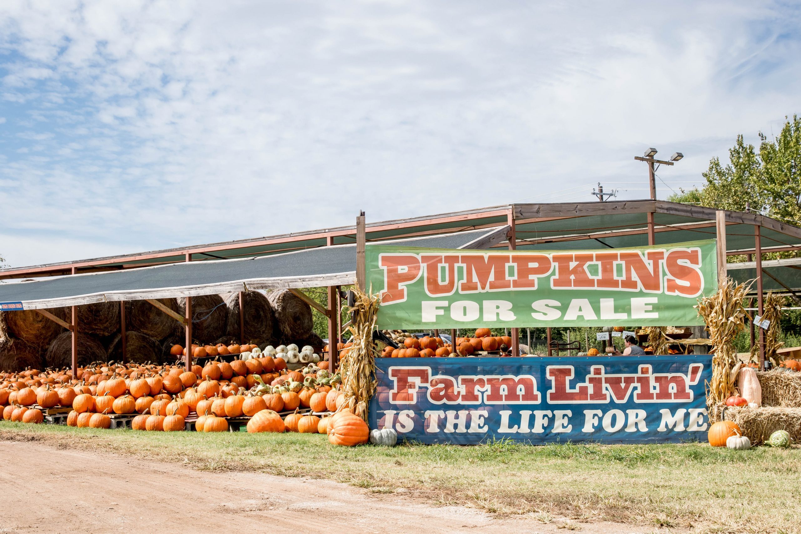 Top Pumpkin Patches Across Every U.S. State