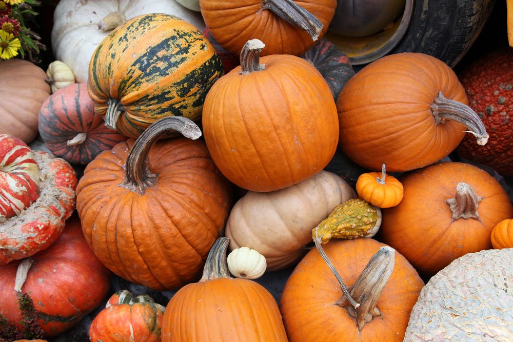 Top Pumpkin Patches Across Every U.S. State