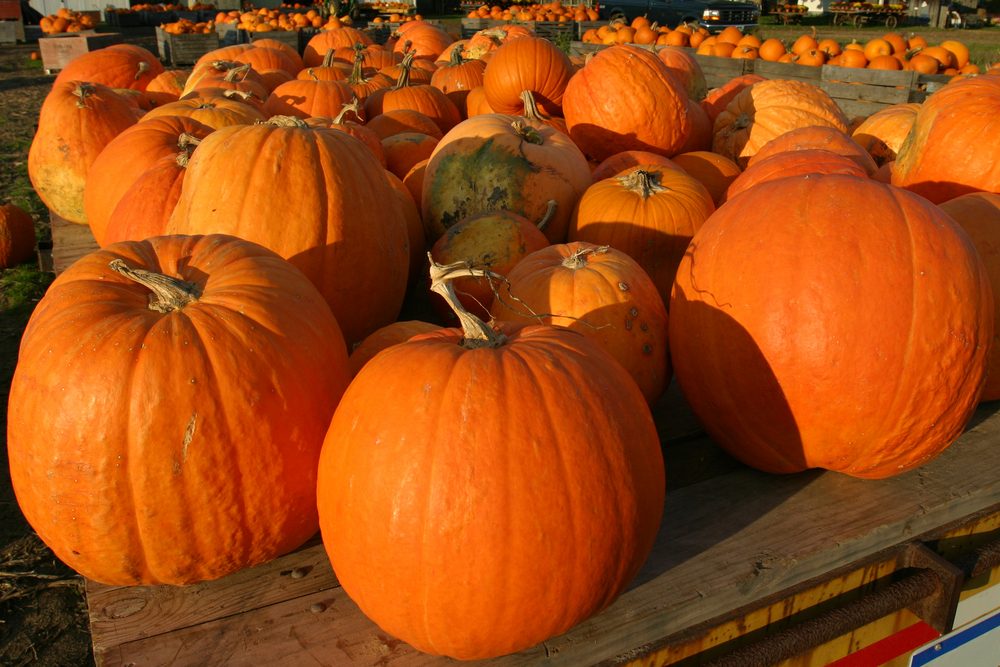 Top Pumpkin Patches Across Every U.S. State