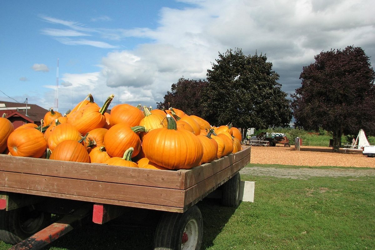 Top Pumpkin Patches Across Every U.S. State