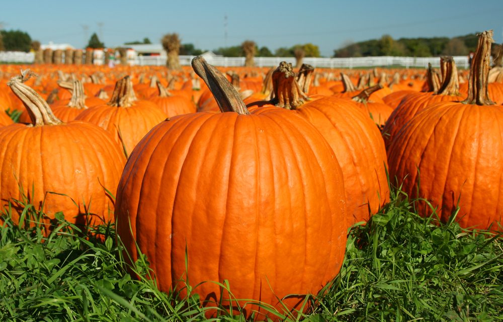 Top Pumpkin Patches Across Every U.S. State