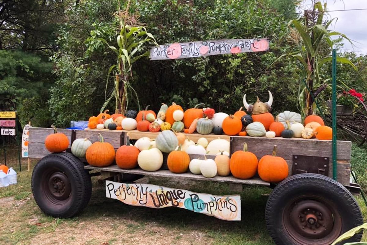 Top Pumpkin Patches Across Every U.S. State