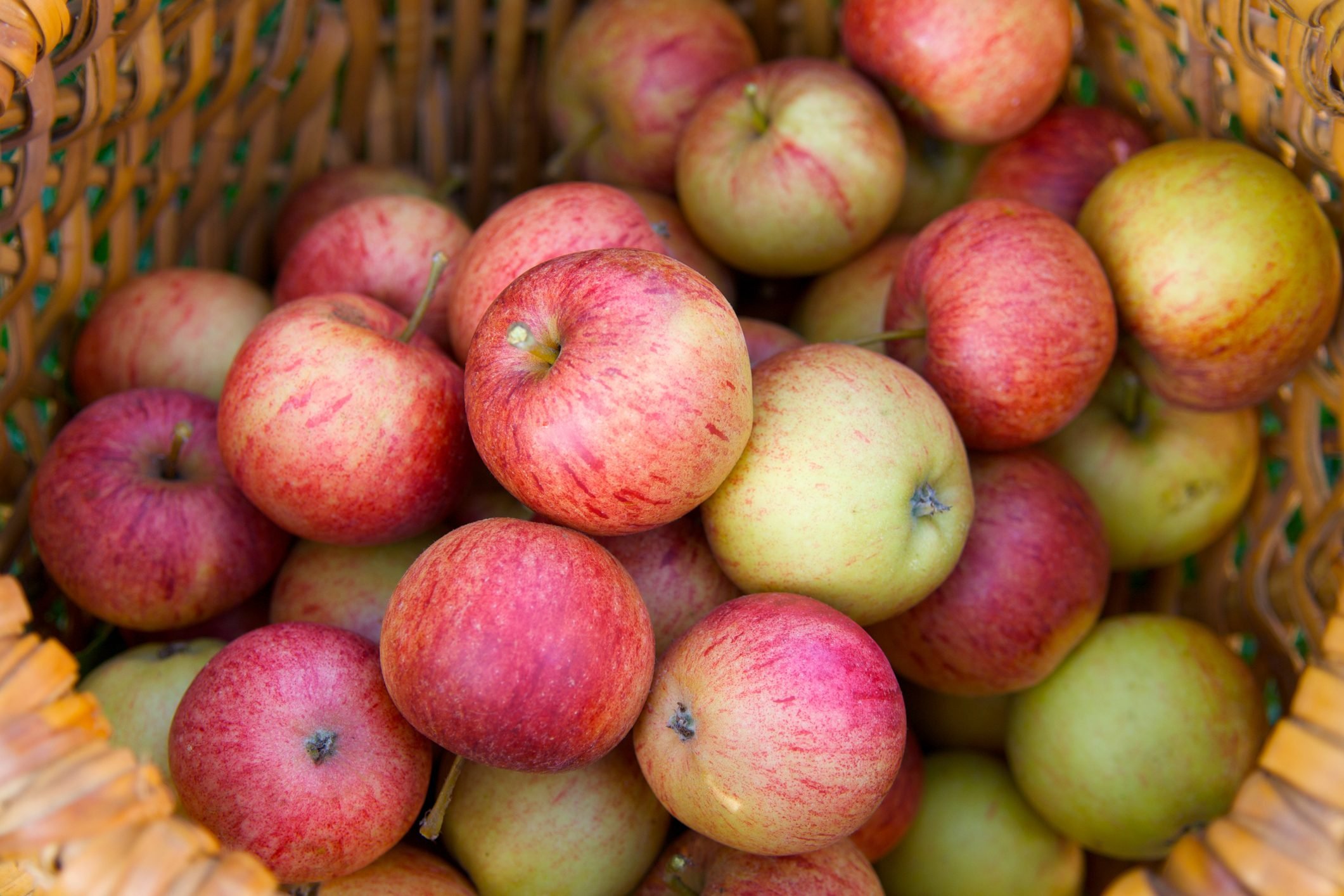 Top Apple‑Picking Destinations Across All 50 States