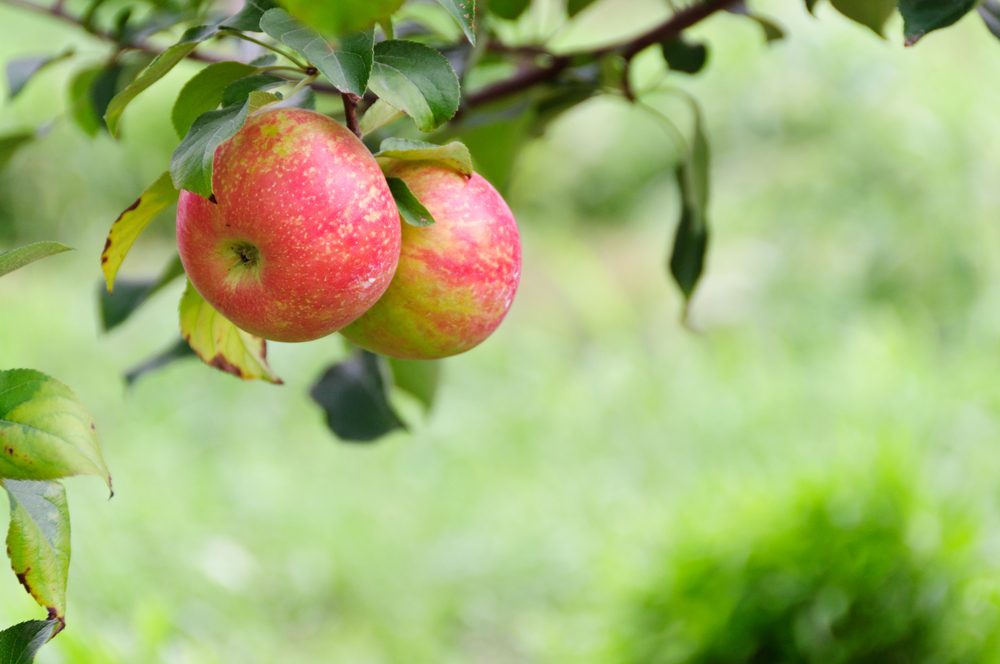 Top Apple‑Picking Destinations Across All 50 States