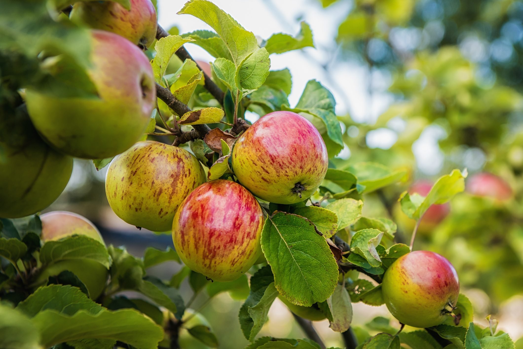 Top Apple‑Picking Destinations Across All 50 States