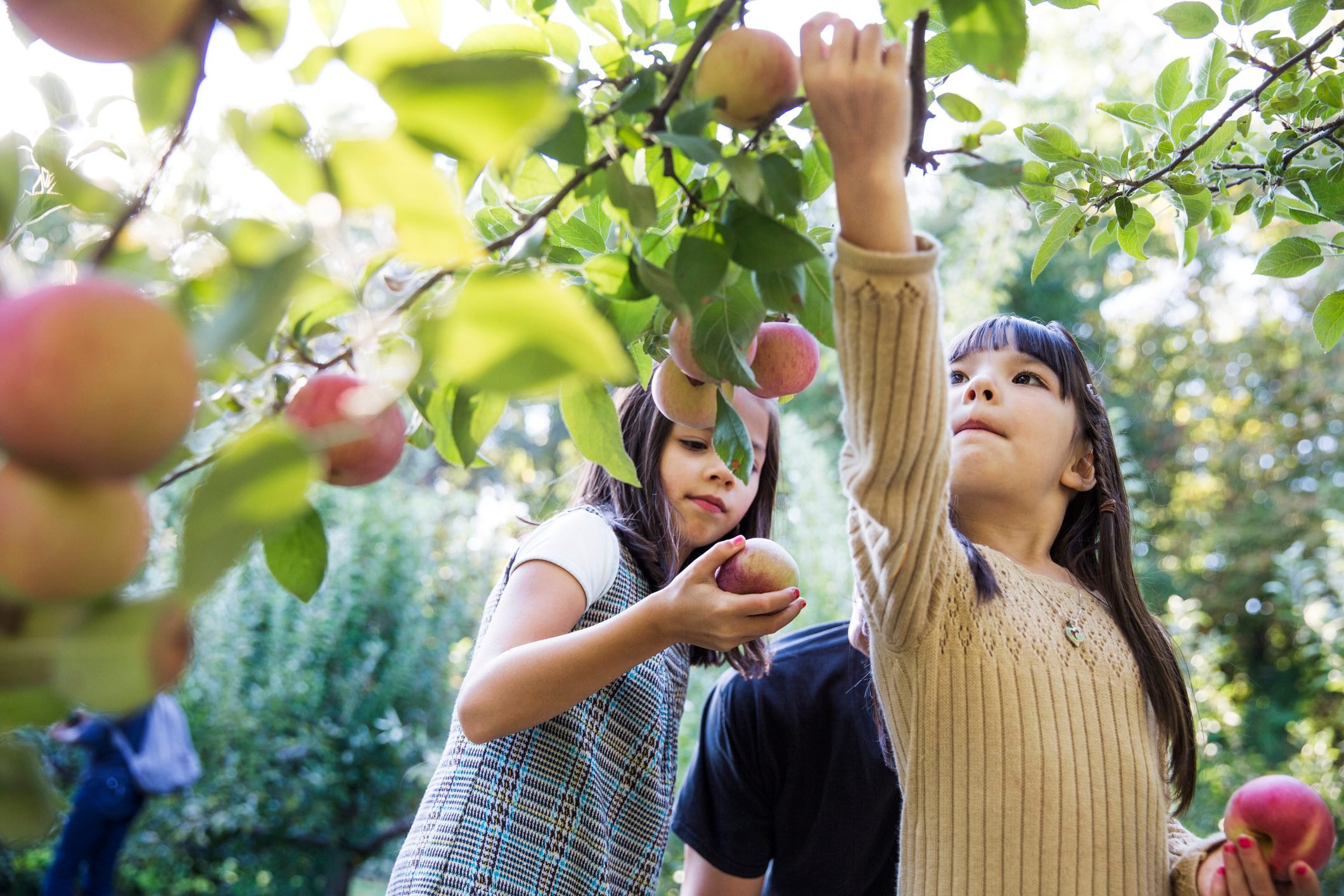 Top Apple‑Picking Destinations Across All 50 States