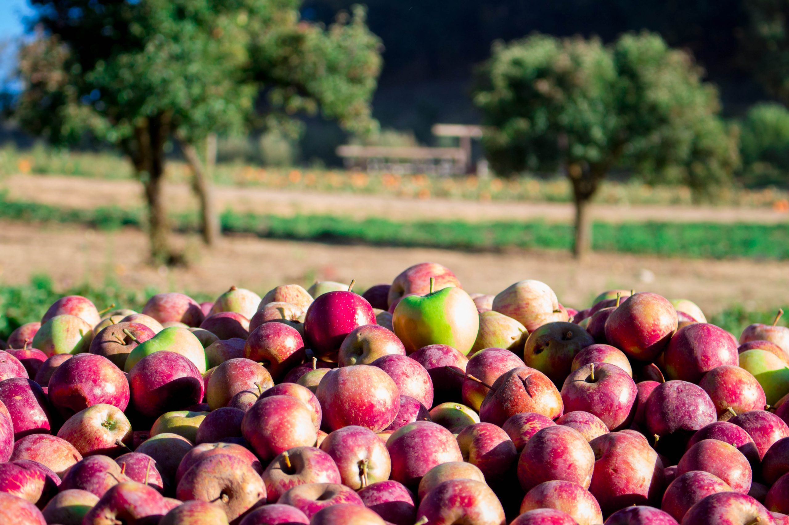 Top Apple‑Picking Destinations Across All 50 States