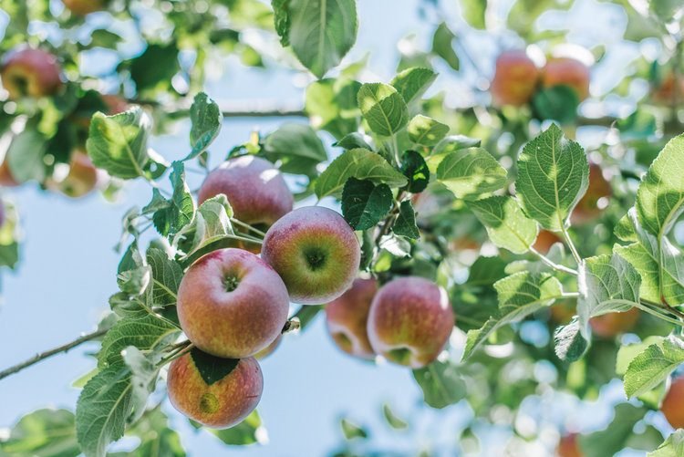 Top Apple‑Picking Destinations Across All 50 States