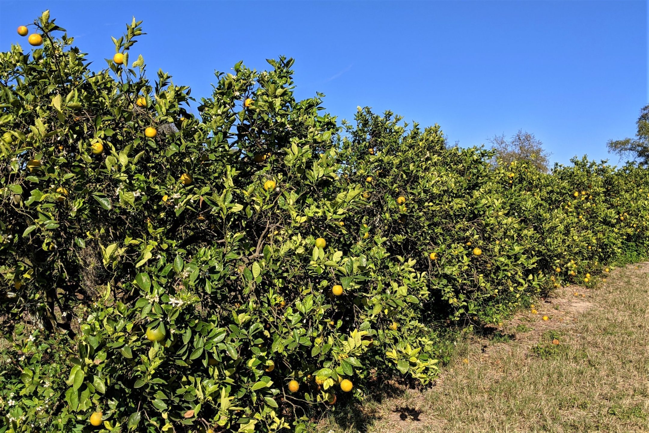 Top Apple‑Picking Destinations Across All 50 States