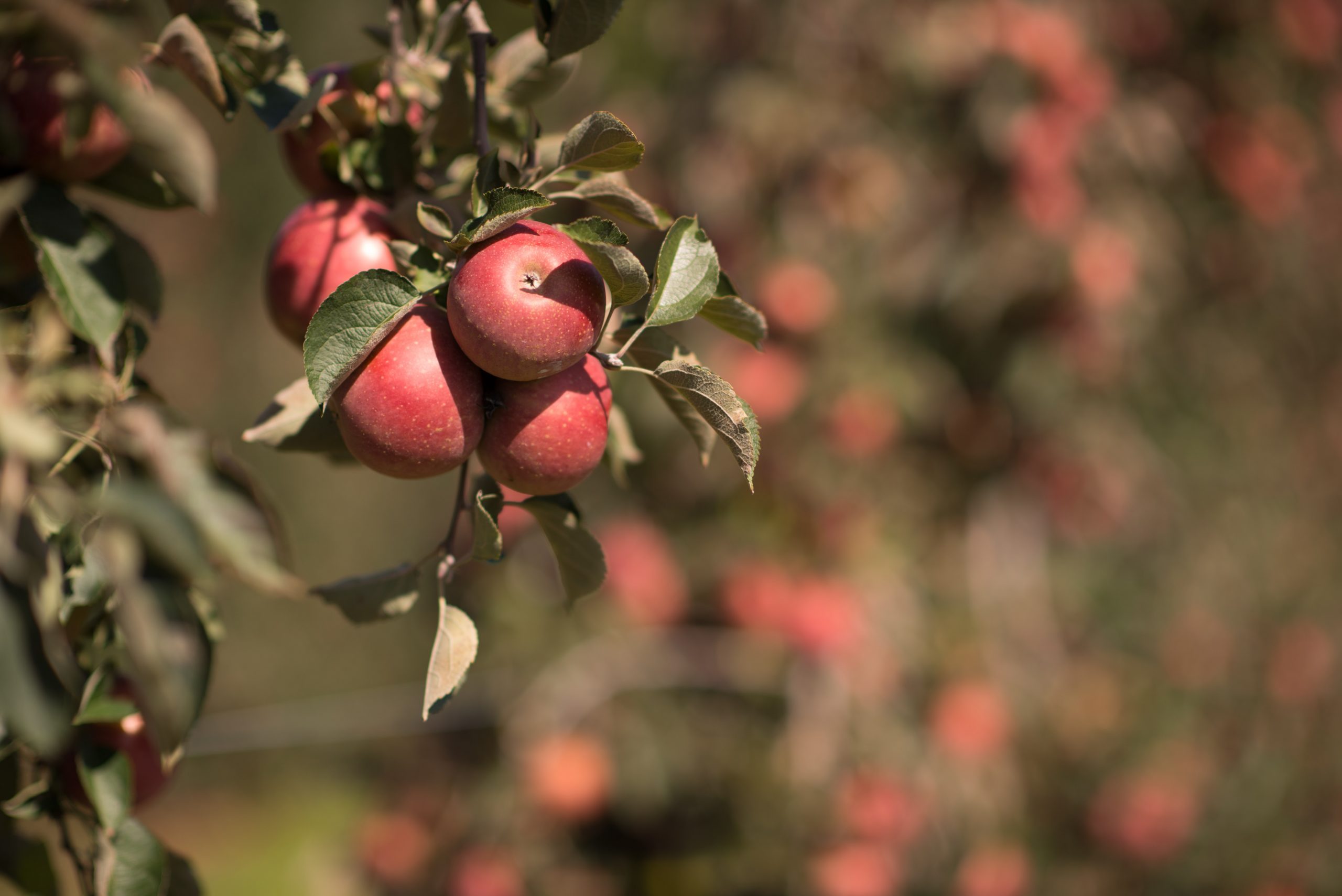 Top Apple‑Picking Destinations Across All 50 States