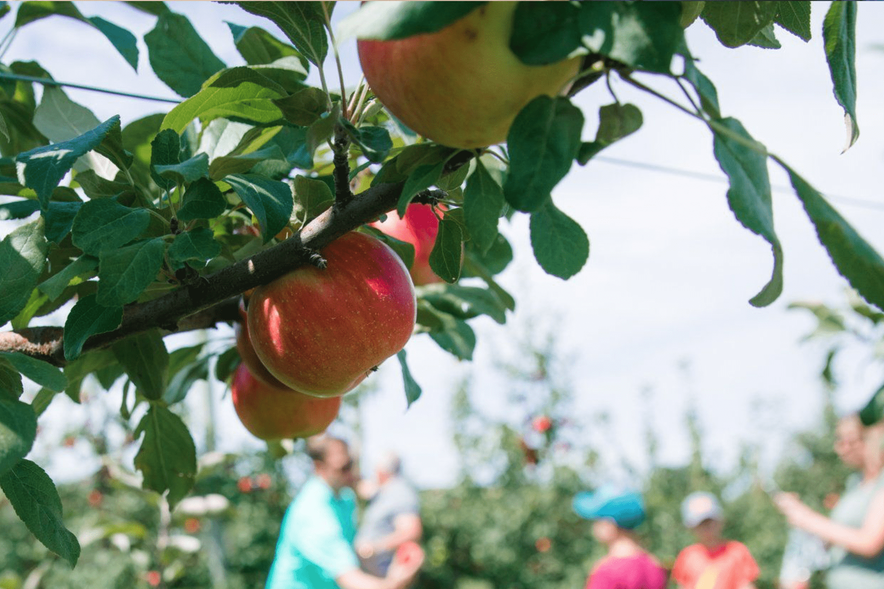 Top Apple‑Picking Destinations Across All 50 States