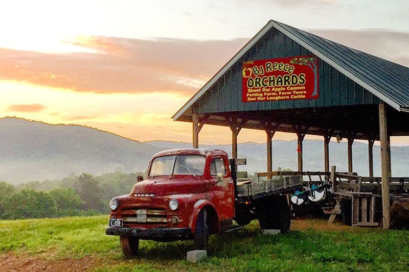 Top Apple‑Picking Destinations Across All 50 States