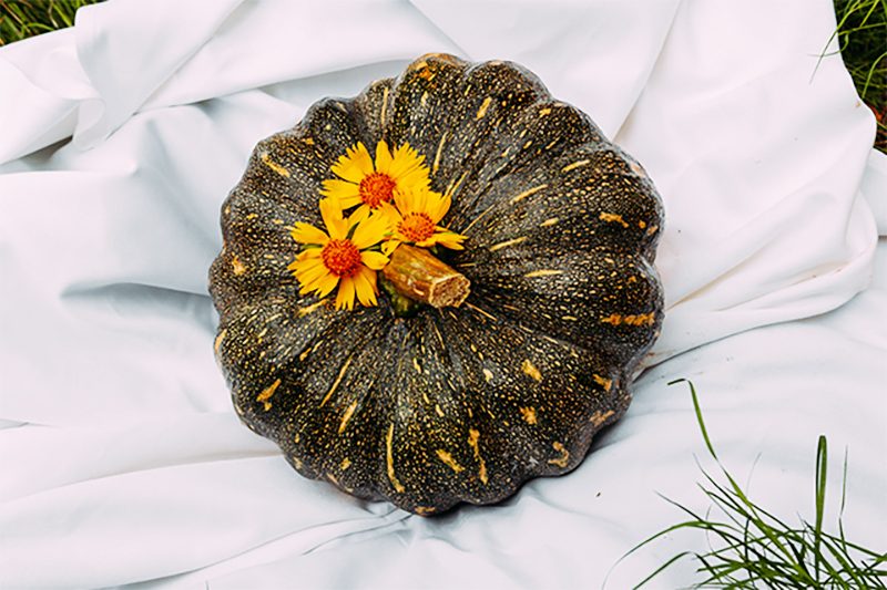 Top Apple‑Picking Destinations Across All 50 States