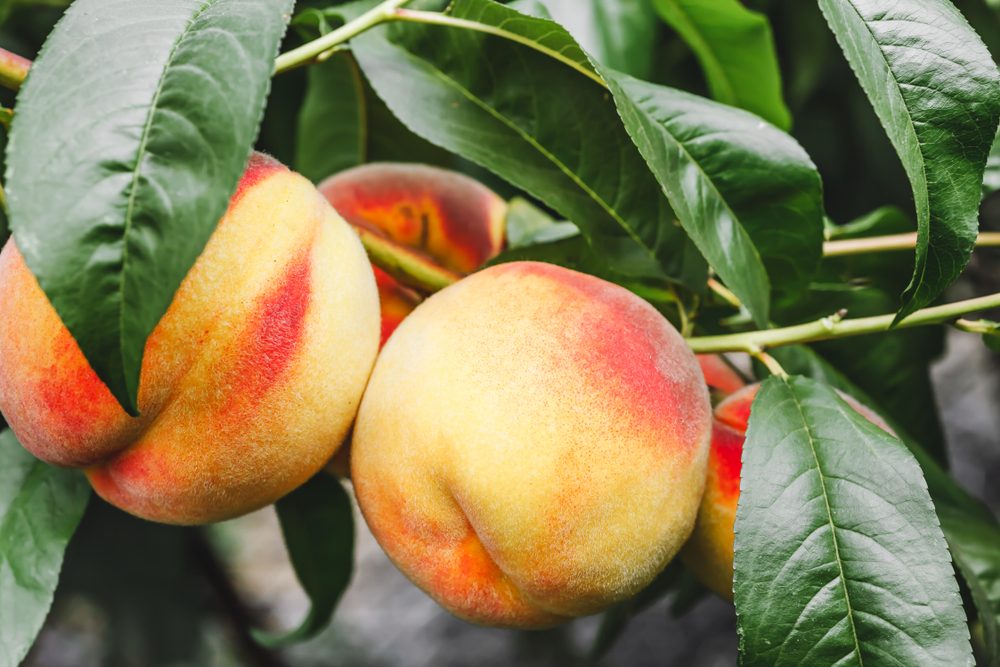 Top Apple‑Picking Destinations Across All 50 States