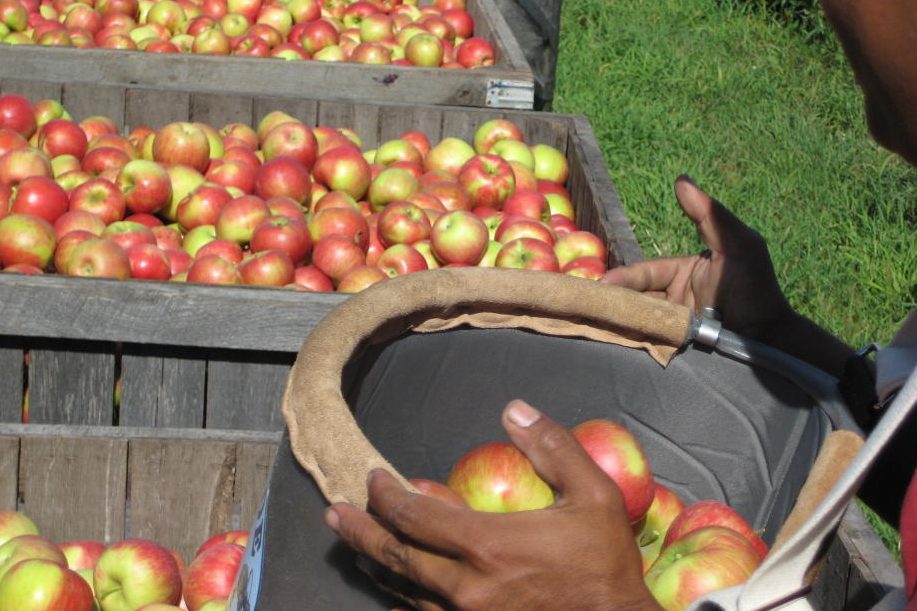 Top Apple‑Picking Destinations Across All 50 States