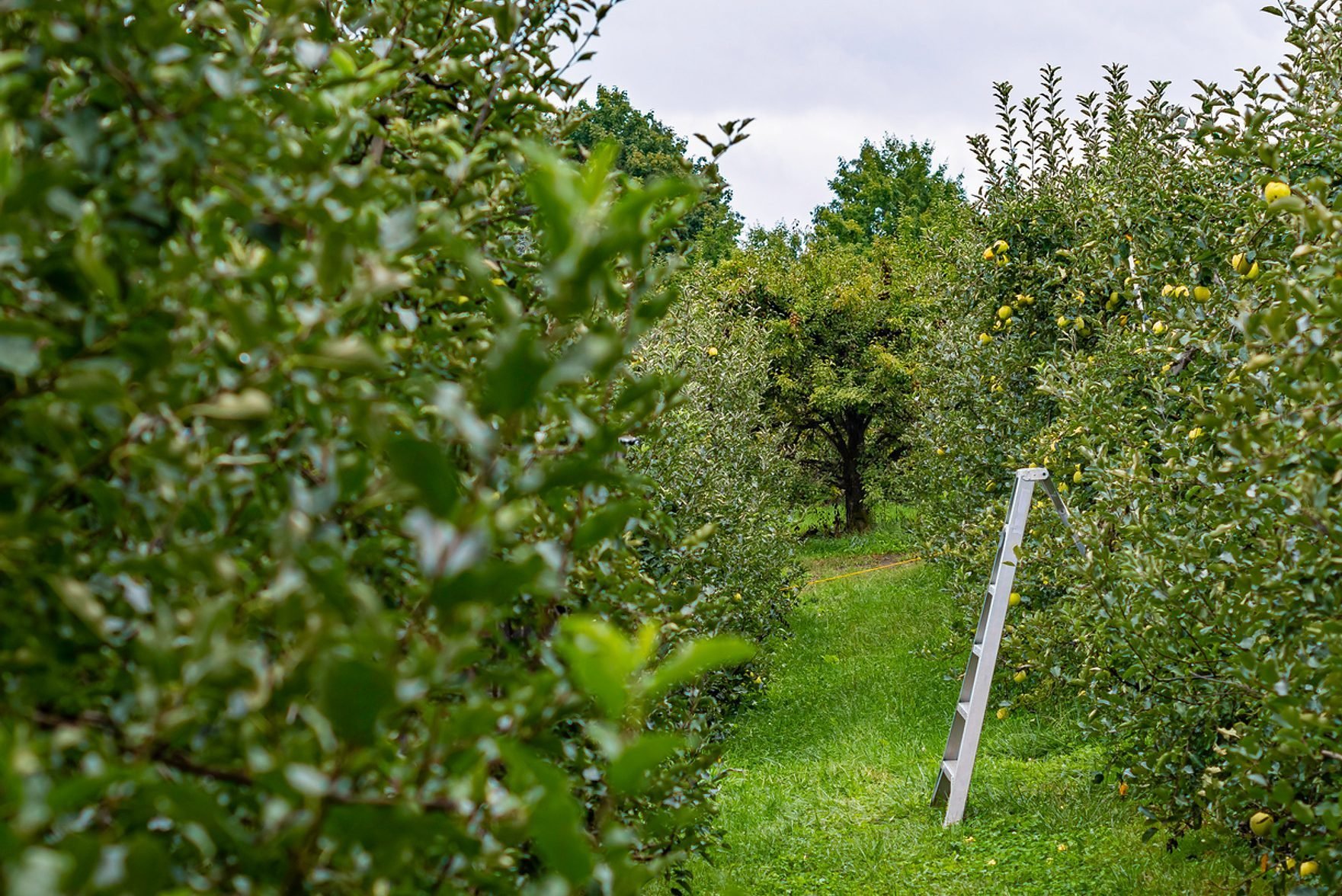 Top Apple‑Picking Destinations Across All 50 States