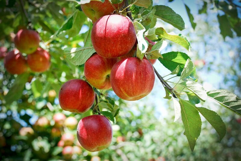 Top Apple‑Picking Destinations Across All 50 States