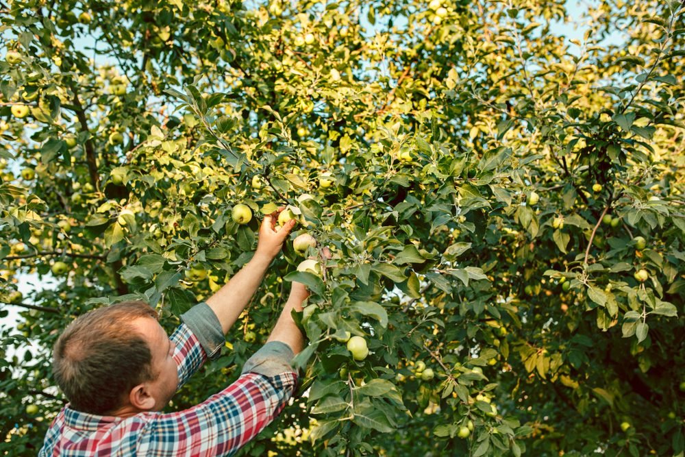 Top Apple‑Picking Destinations Across All 50 States