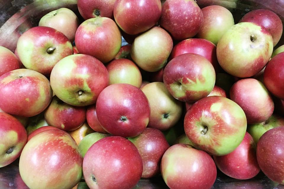 Top Apple‑Picking Destinations Across All 50 States