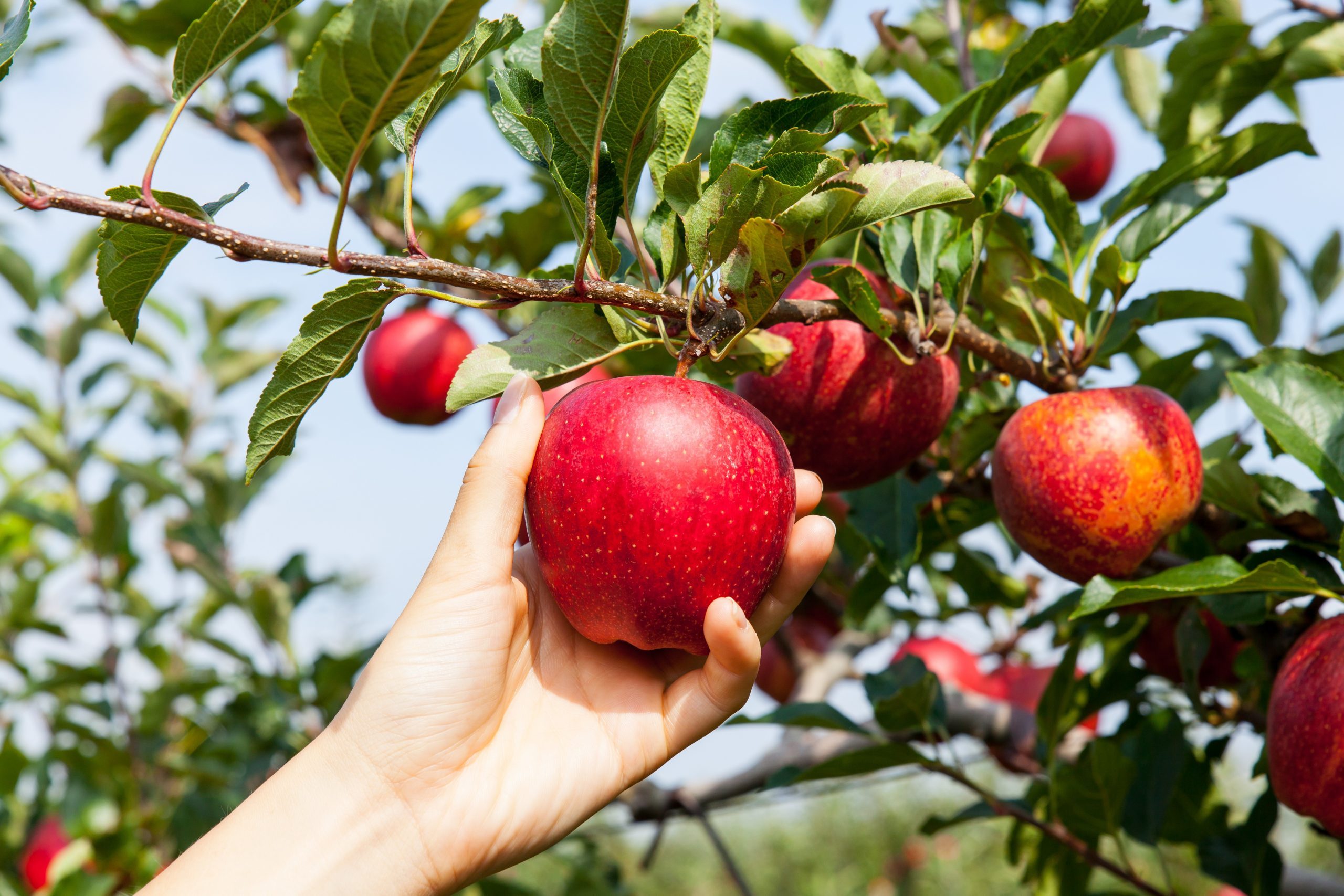 Top Apple‑Picking Destinations Across All 50 States