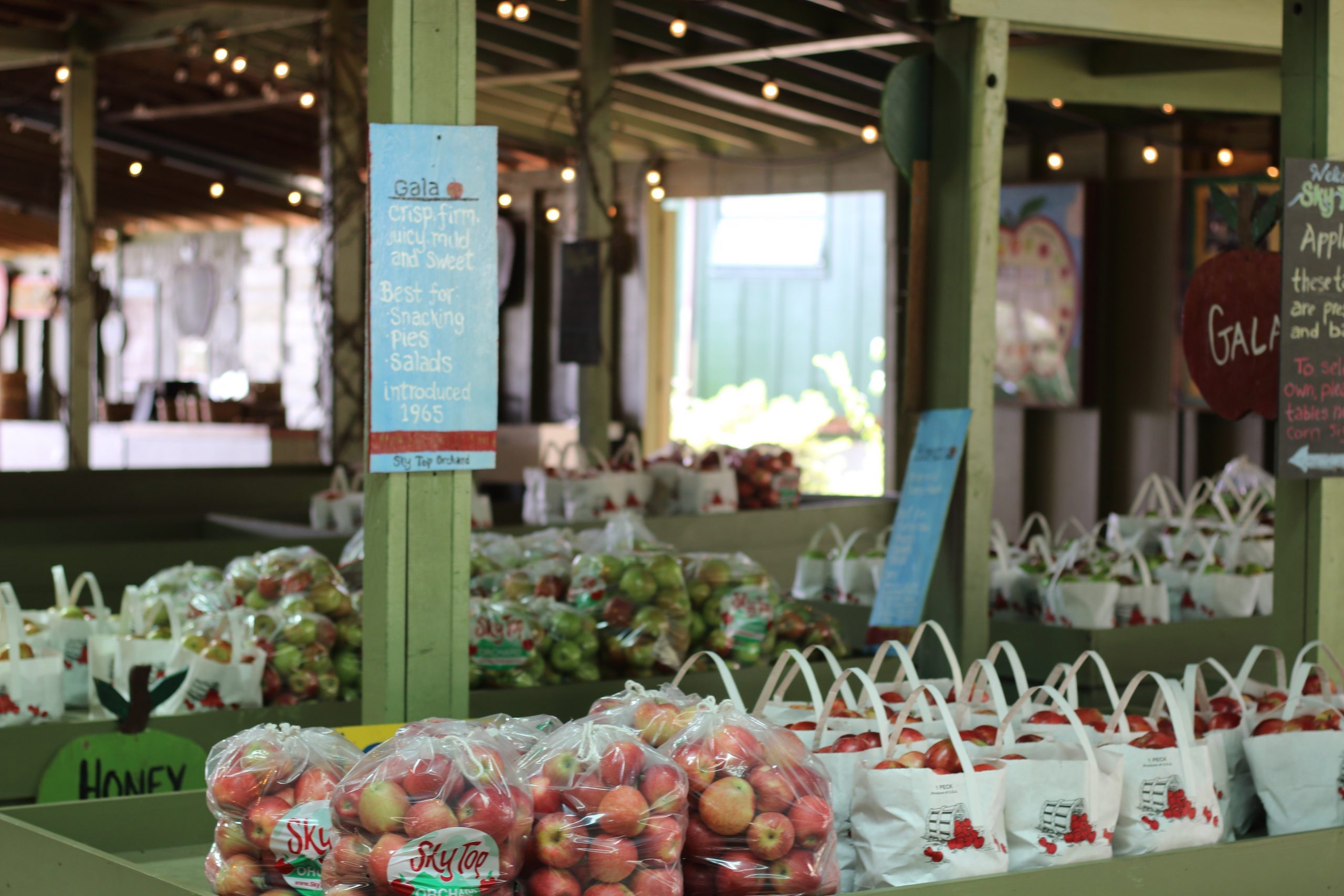 Top Apple‑Picking Destinations Across All 50 States