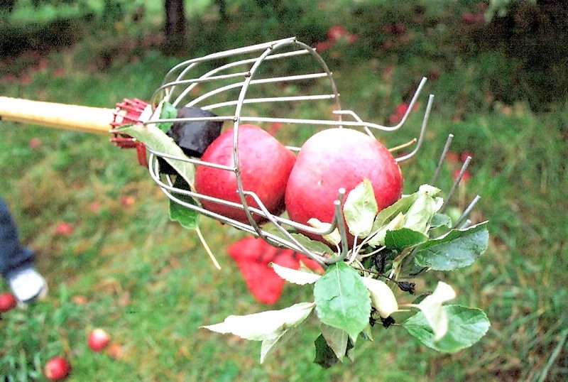 Top Apple‑Picking Destinations Across All 50 States