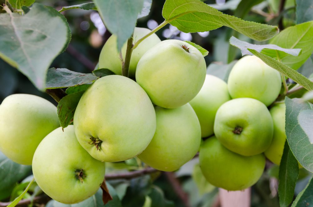 Top Apple‑Picking Destinations Across All 50 States