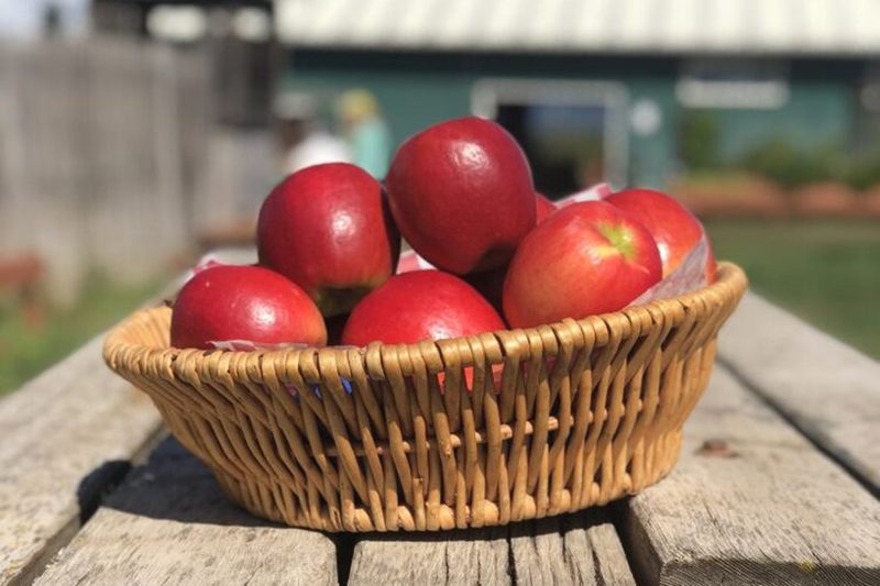 Top Apple‑Picking Destinations Across All 50 States