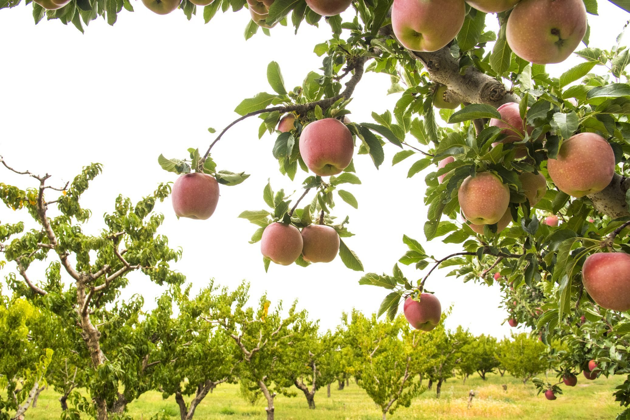 Top Apple‑Picking Destinations Across All 50 States