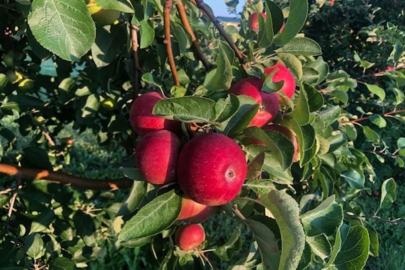 Top Apple‑Picking Destinations Across All 50 States