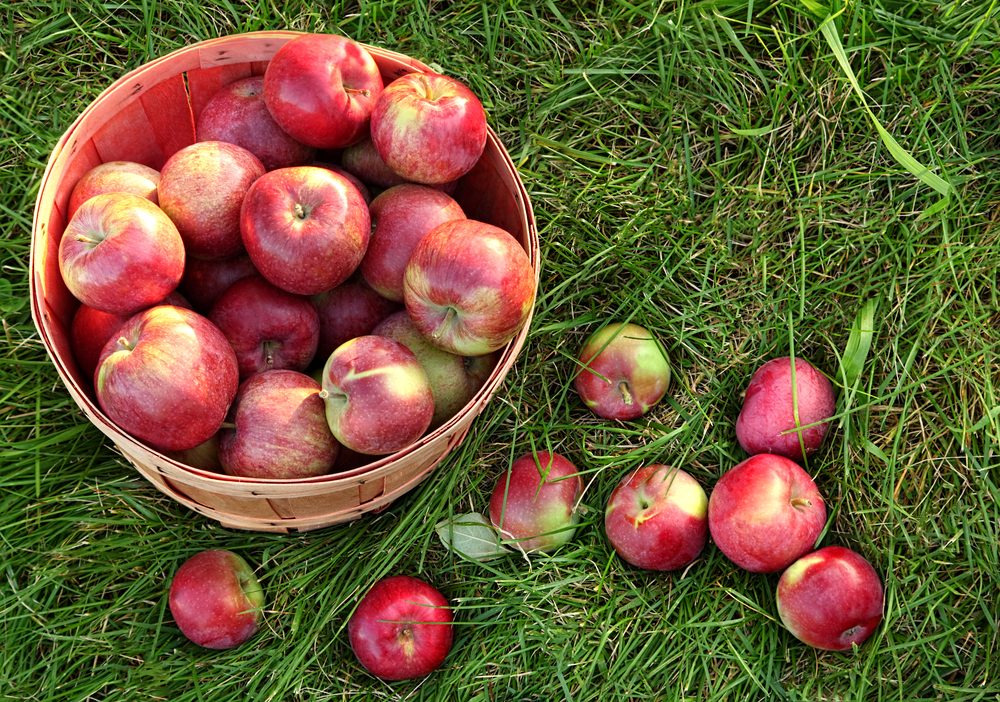 Top Apple‑Picking Destinations Across All 50 States