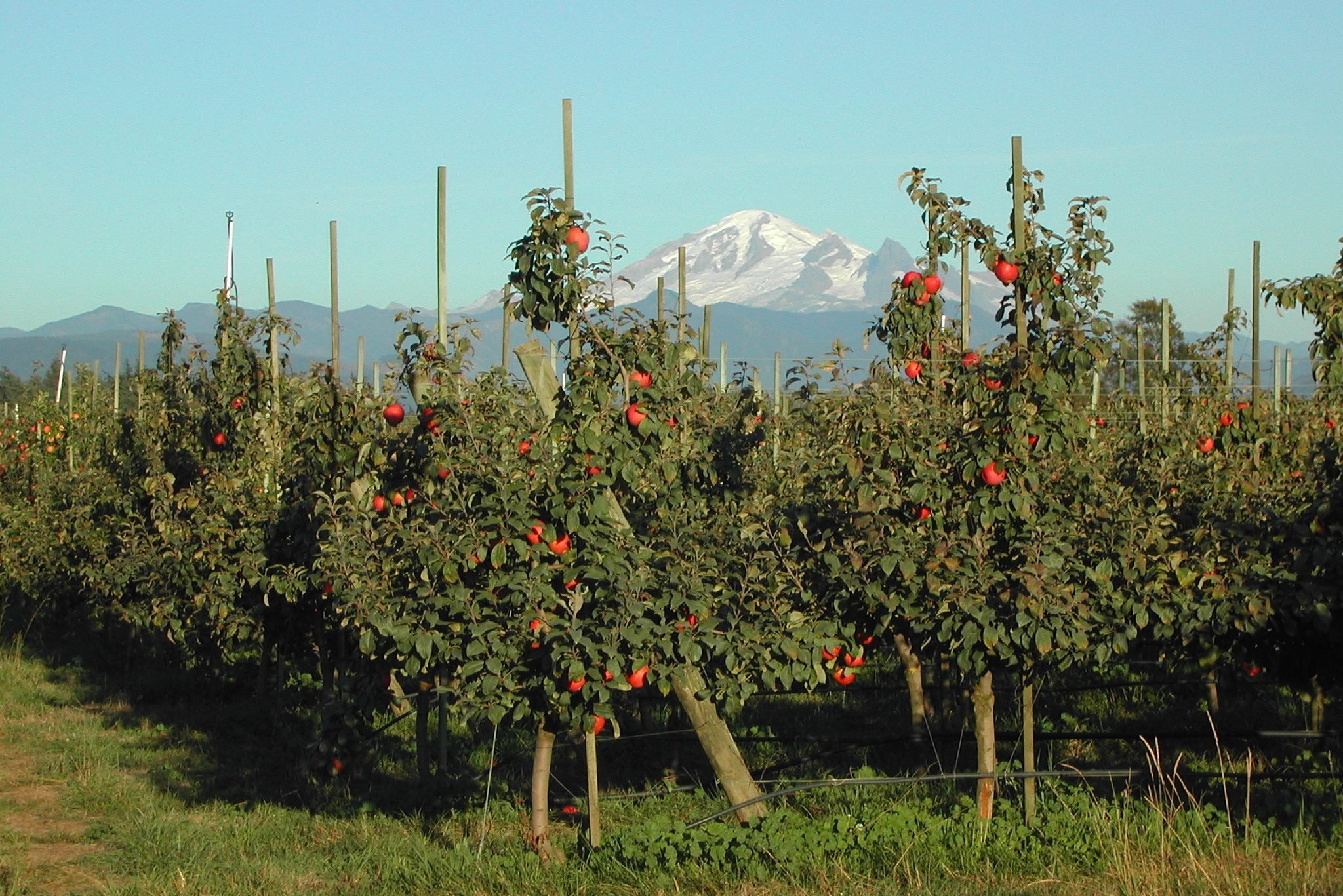 Top Apple‑Picking Destinations Across All 50 States
