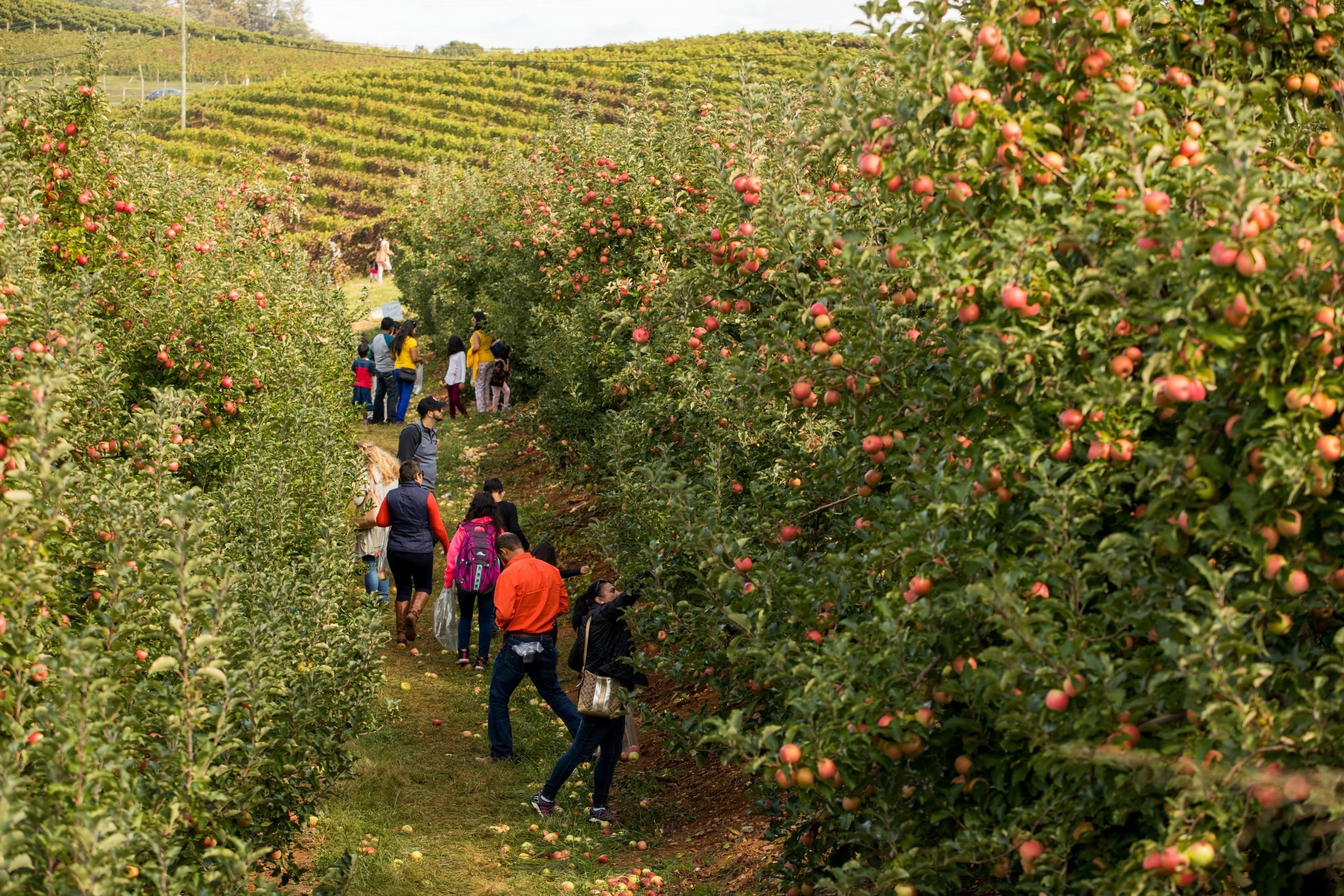 Top Apple‑Picking Destinations Across All 50 States