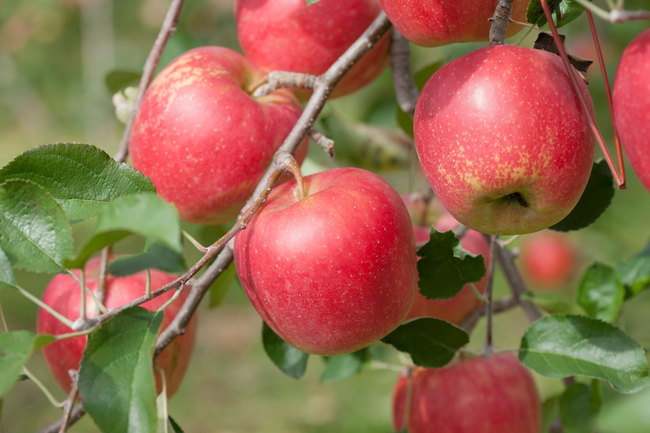 Top Apple‑Picking Destinations Across All 50 States