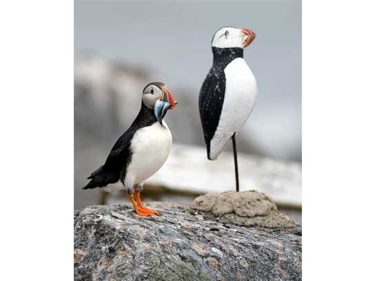 Captivating Maine Puffin Photographs That Inspire Hope for Wildlife