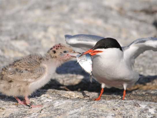 Captivating Maine Puffin Photographs That Inspire Hope for Wildlife