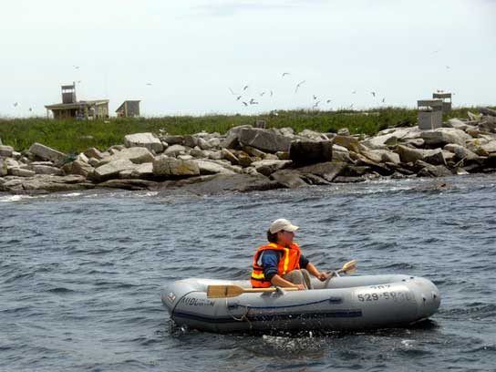Captivating Maine Puffin Photographs That Inspire Hope for Wildlife