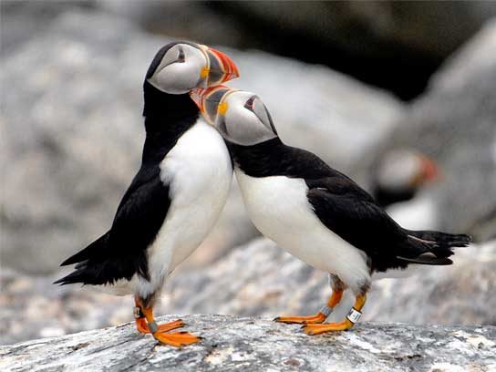 Captivating Maine Puffin Photographs That Inspire Hope for Wildlife