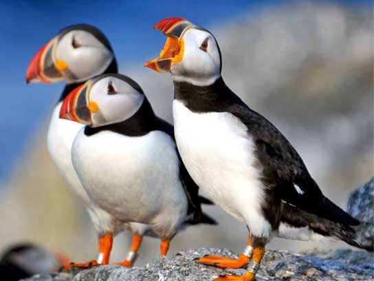 Captivating Maine Puffin Photographs That Inspire Hope for Wildlife