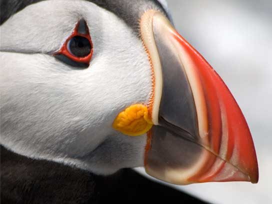 Captivating Maine Puffin Photographs That Inspire Hope for Wildlife