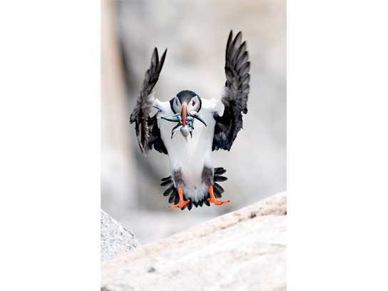 Captivating Maine Puffin Photographs That Inspire Hope for Wildlife