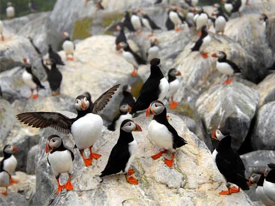 Captivating Maine Puffin Photographs That Inspire Hope for Wildlife